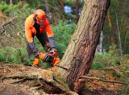 Professional Tree Removal and Landscaping Services in Huber Ridge, OH